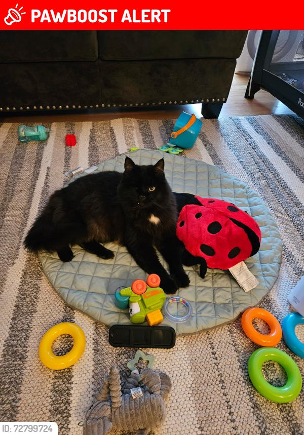 Lost Male Cat last seen Whitford Neighborhood, Garden Home-Whitford, OR 97223