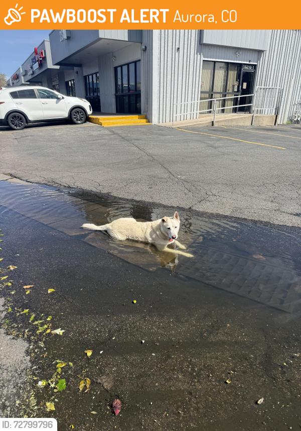 Found/Stray Male Dog last seen By dumpsters on sw side if save a lot intersection, Aurora, CO 80011