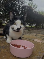 Found/Stray Male Cat last seen Rippling Fields Dr, Houston, TX 77064