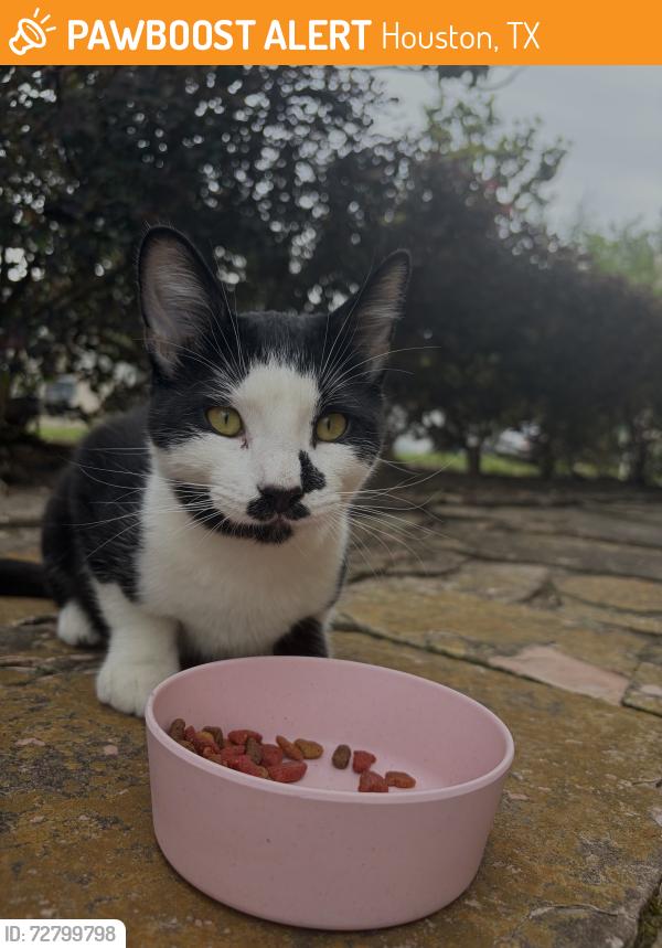 Found/Stray Male Cat last seen Rippling Fields Dr, Houston, TX 77064