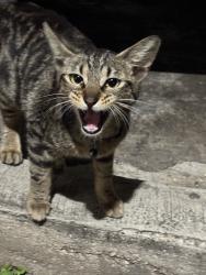 Found/Stray Unknown Cat last seen Datapoint, San Antonio, TX 78229
