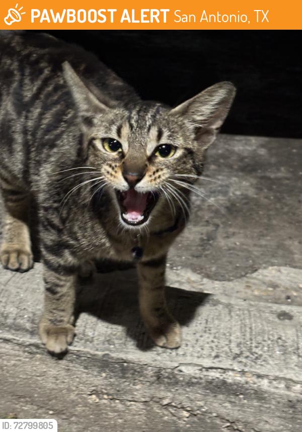 Found/Stray Unknown Cat last seen Datapoint, San Antonio, TX 78229