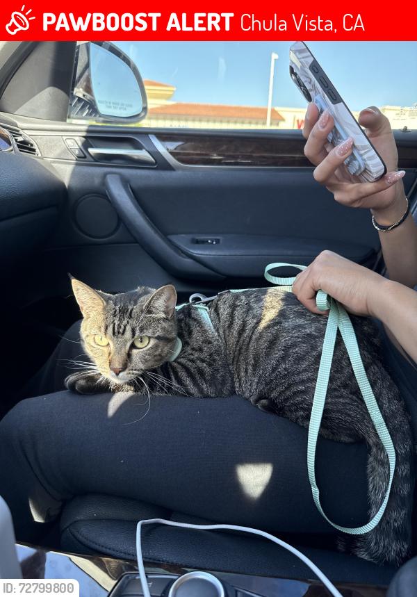 Lost Female Cat last seen Taber Dr Chula Vista , Chula Vista, CA 91911