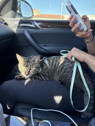 Lost Female Cat last seen Taber Dr Chula Vista , Chula Vista, CA 91911
