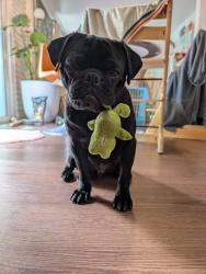 Lost Male Dog last seen Lynrook and river Rd, uhaul, awbrey park elementary , Eugene, OR 97404