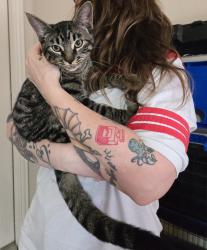 Found/Stray Male Cat last seen Pockrus Page, Denton, TX 76208