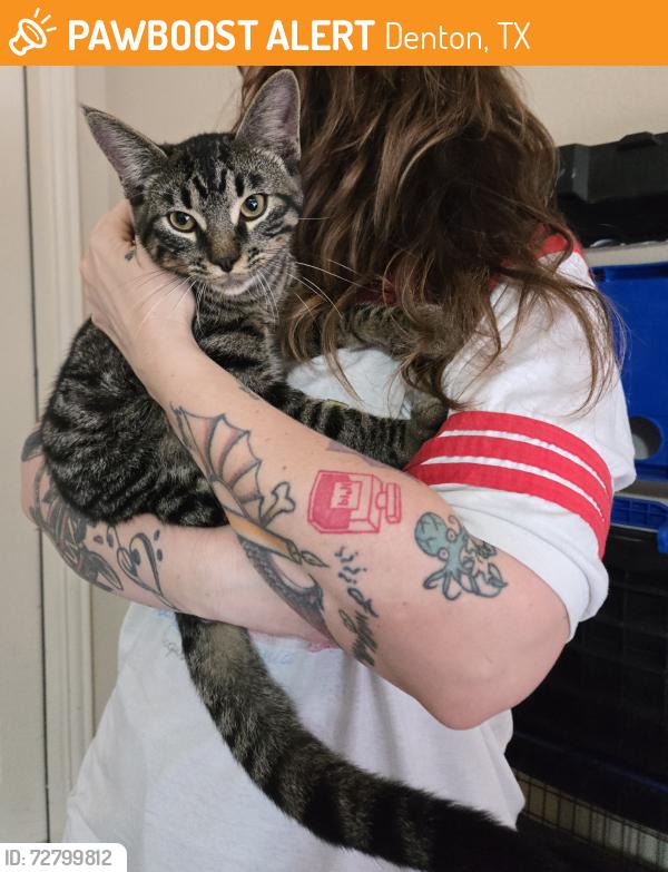 Found/Stray Male Cat last seen Pockrus Page, Denton, TX 76208