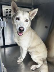 Shelter Stray Male Dog last seen Near N BEACH ST, Central District, TX, 355 Hillshire Dr, Haslet, TX 76052, USA