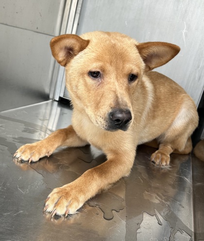 Shelter Stray Male Dog last seen , , TX, 355 Hillshire Dr, Haslet, TX 76052, USA