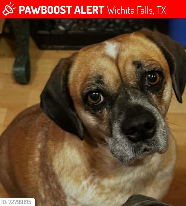 Lost Female Dog last seen Hillcrest area, Wichita Falls, TX 76302