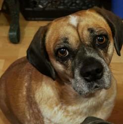 Lost Female Dog last seen Hillcrest area, Wichita Falls, TX 76302