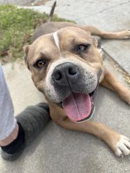 Found/Stray Male Dog last seen 46th & Stoddard, San Bernardino, CA 92407