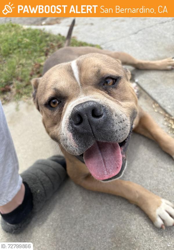 Found/Stray Male Dog last seen 46th & Stoddard, San Bernardino, CA 92407