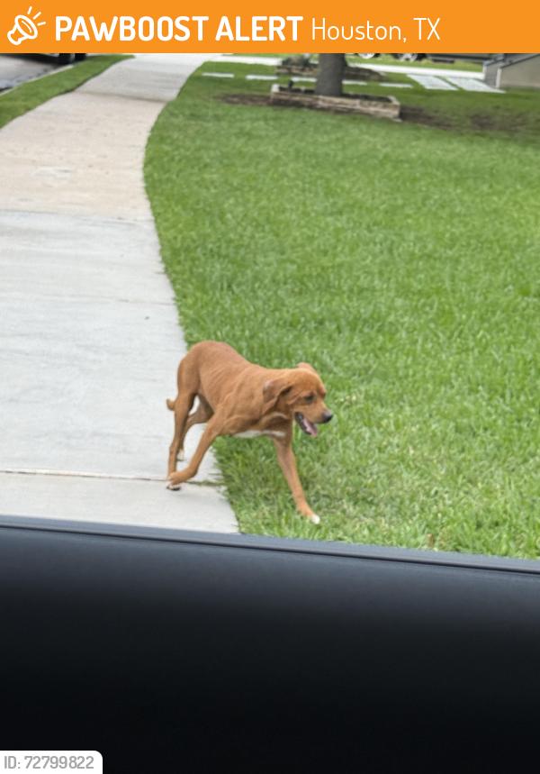 Found/Stray Female Dog last seen Eureka st and maxrroy, Houston, TX 77008