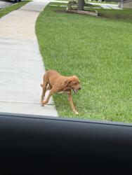 Found/Stray Female Dog last seen Eureka st and maxrroy, Houston, TX 77008