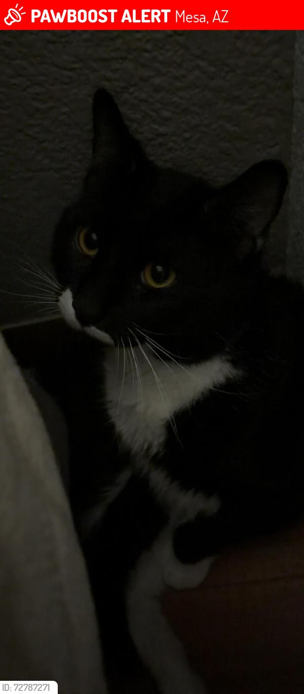 Lost Male Cat last seen Crismon and the 60, Mesa, AZ 85209