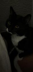 Lost Male Cat last seen Crismon and the 60, Mesa, AZ 85209