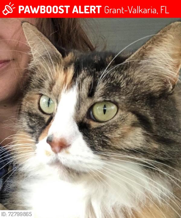 Lost Female Cat last seen Cypress Creek, Grant-Valkaria, FL 32949