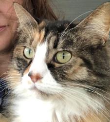Lost Female Cat last seen Cypress Creek, Grant-Valkaria, FL 32949