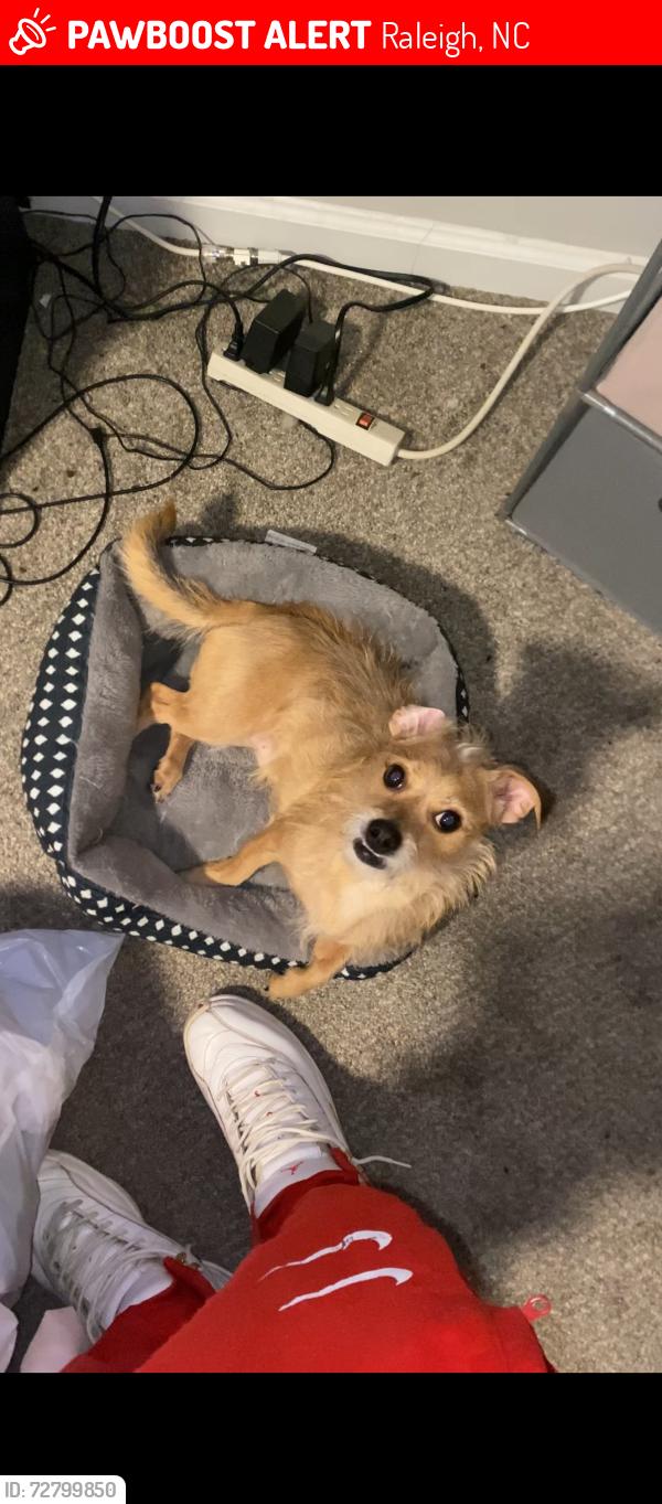 Lost Male Dog last seen Intersection of N Hills Dr and Lynn Rd, Raleigh, NC 27609