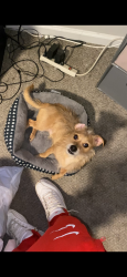 Lost Male Dog last seen Intersection of N Hills Dr and Lynn Rd, Raleigh, NC 27609