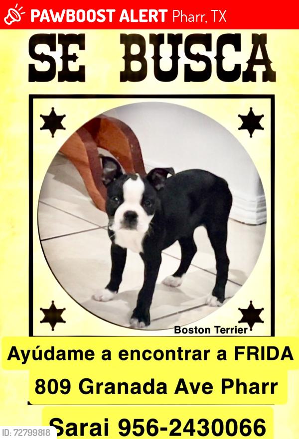Lost Female Dog last seen Granda ave and Sevilla, Pharr, TX 78577