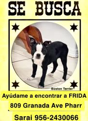 Lost Female Dog last seen Granda ave and Sevilla, Pharr, TX 78577
