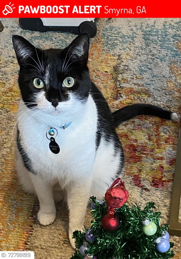 Lost Female Cat last seen King Springs /Forrest Hills, Smyrna, GA 30080