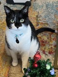 Lost Female Cat last seen King Springs /Forrest Hills, Smyrna, GA 30080