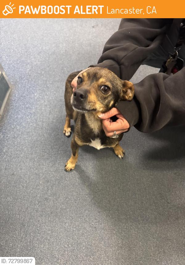 Found/Stray Male Dog last seen Ave H10 and 15th st W, Lancaster, CA 93534