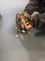 Found/Stray Male Dog last seen Ave H10 and 15th st W, Lancaster, CA 93534