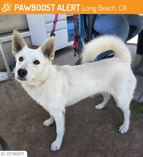Found/Stray Female Dog last seen Near Cherry Ave, Long Beach, CA 90813, Long Beach, CA 90813
