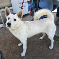 Found/Stray Female Dog last seen Near Cherry Ave, Long Beach, CA 90813, Long Beach, CA 90813