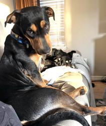 Lost Female Dog last seen Quincy& West Purdue Ave, Dakota Ridge, CO 80465