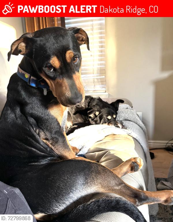 Lost Female Dog last seen Quincy& West Purdue Ave, Dakota Ridge, CO 80465