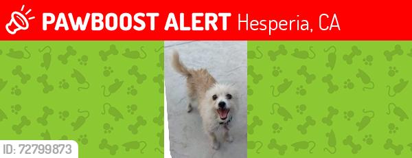 Lost Female Dog last seen  Mission Crest, Hesperia, CA 92344