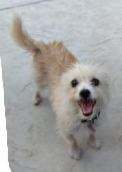 Lost Female Dog last seen  Mission Crest, Hesperia, CA 92344