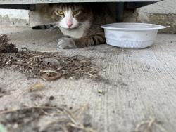 Found/Stray Unknown Cat last seen Right below walking bridge across Hiawatha Ave in west side, Minneapolis, MN 55407