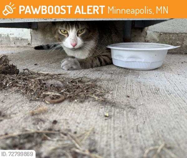 Found/Stray Unknown Cat last seen Right below walking bridge across Hiawatha Ave in west side, Minneapolis, MN 55407