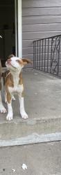 Lost Female Dog last seen Shelby Drive, Memphis, TN 38116