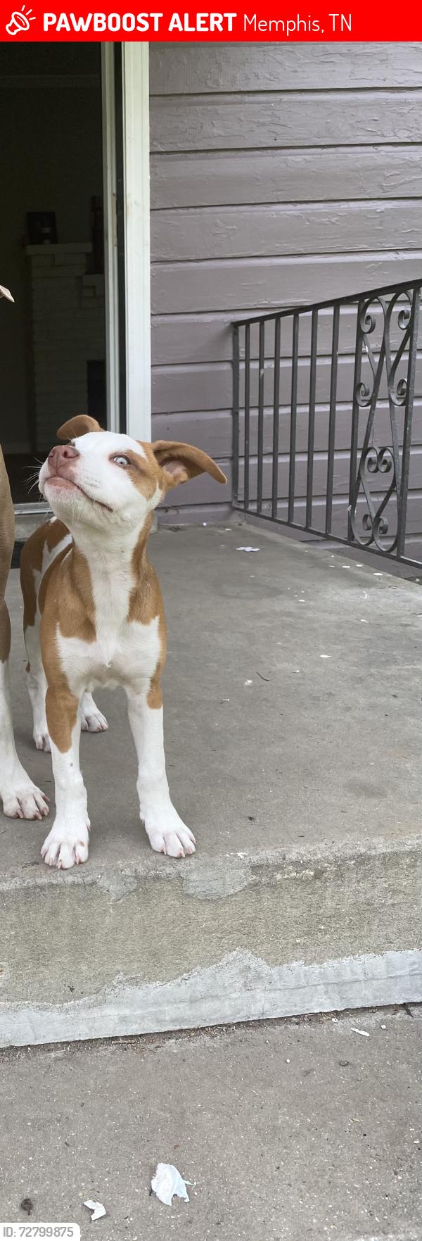 Lost Female Dog last seen Shelby Drive, Memphis, TN 38116