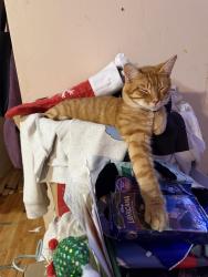 Lost Male Cat last seen Country breeze Perry ga, Perry, GA 31069