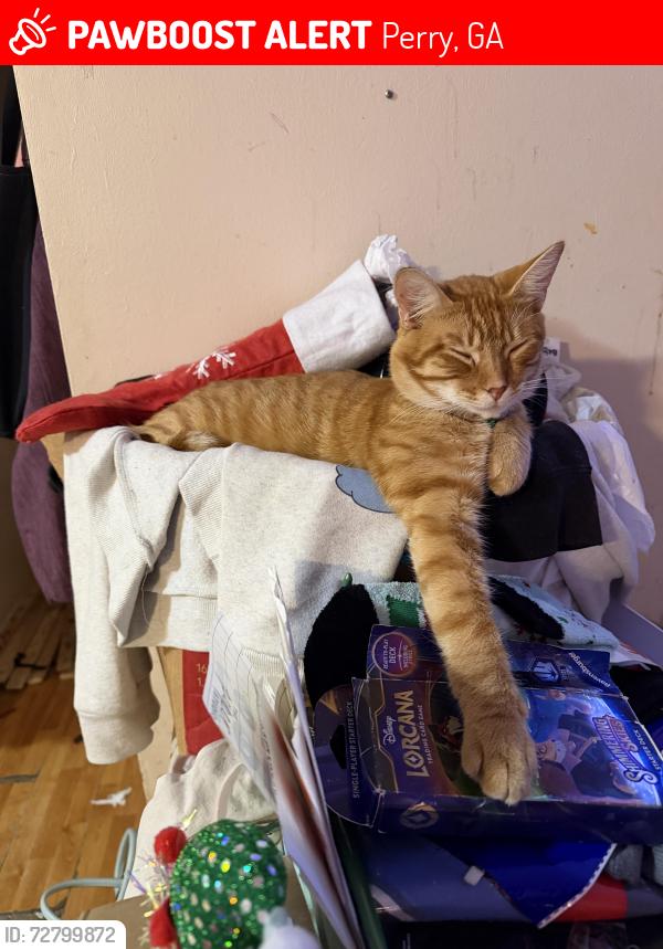 Lost Male Cat last seen Country breeze Perry ga, Perry, GA 31069