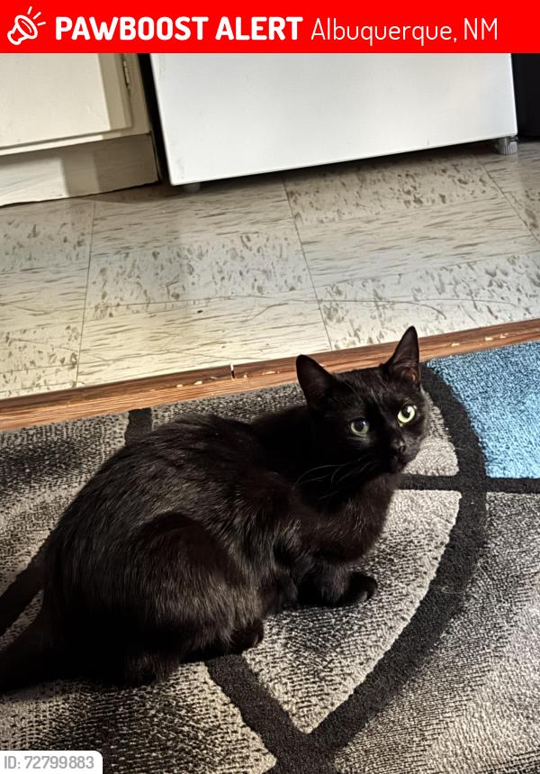 Lost Female Cat last seen Girard, McEarl Ave. UNM Area , Albuquerque, NM 87106