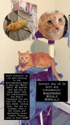 Lost Female Cat last seen C basin, Hollidaysburg, PA 16648