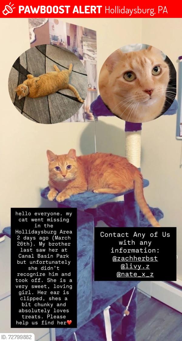 Lost Female Cat last seen C basin, Hollidaysburg, PA 16648