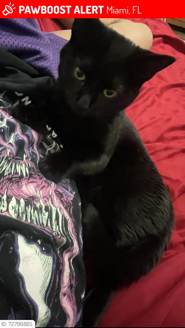 Lost Female Cat last seen Near ave and 185 terrace, Miami Florida 33177, Miami, FL 33177