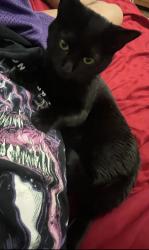 Lost Female Cat last seen Near ave and 185 terrace, Miami Florida 33177, Miami, FL 33177