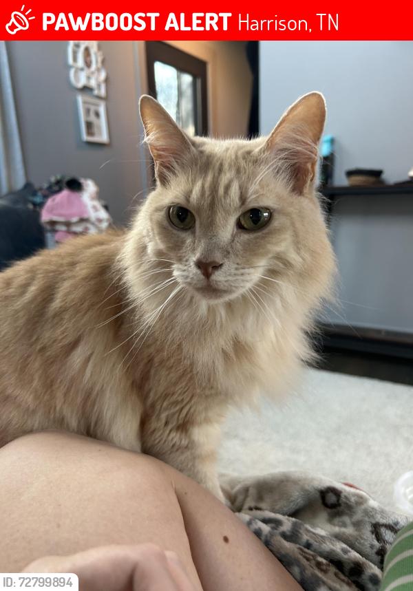 Lost Male Cat last seen Hwy 58, Harrison, TN 37341
