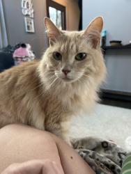 Lost Male Cat last seen Hwy 58, Harrison, TN 37341